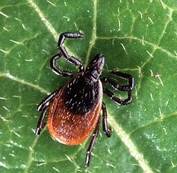 Adult deer tick